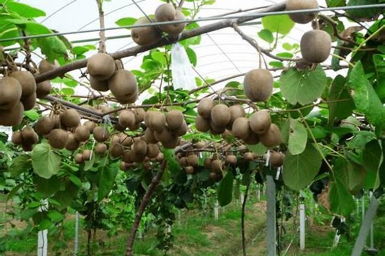 油菜施什么肥料最好