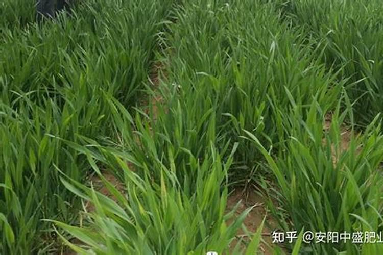 部分小麦出现冻害什么时间喷叶面肥好啥时候追肥好