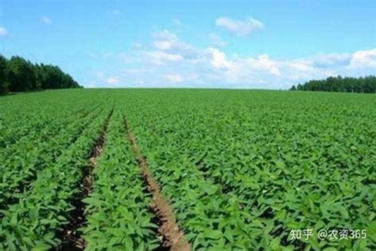 种植大豆这一粮油类作物的话使用生物有机肥做底肥得怎么用量？