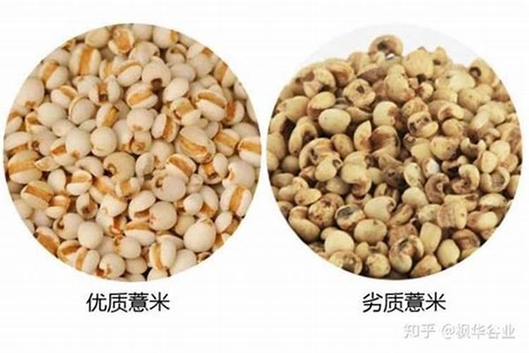 薏仁米的种植条件和环境？