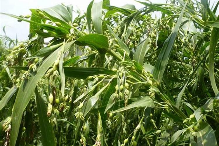 薏仁米后期追肥用什么肥料