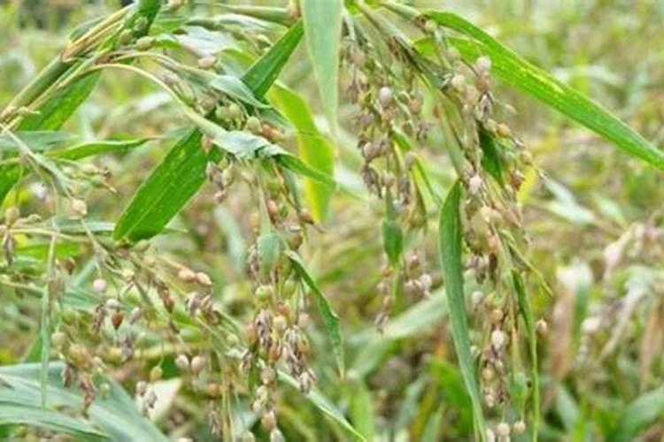 薏米的种植方法