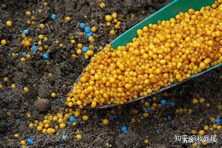 小麦为什么要喷锌肥 小麦缺锌的危害及喷锌方法