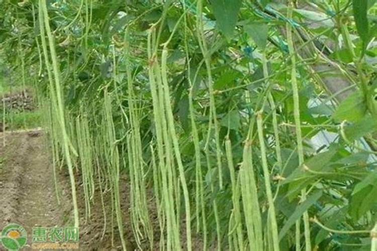 长豆角结果冲施什么肥？长豆角怎么种植产量高？