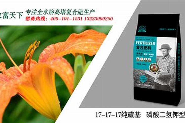 黄花菜苗子发黄干枯怎么办