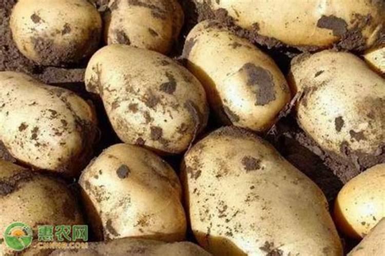 土豆什么时候追肥最佳