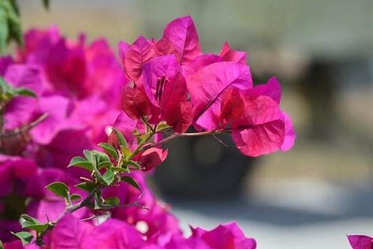月季花用液肥可以浇枝叶吗？