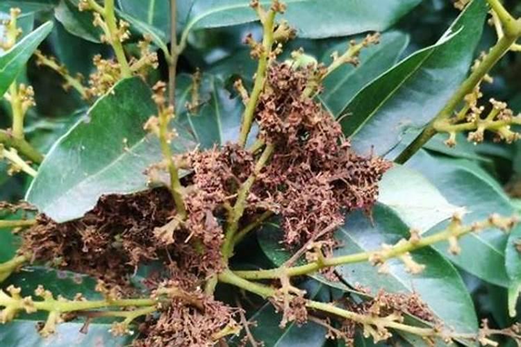 二年荔枝种植管理技术