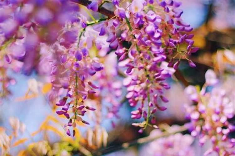 夏天可以给多肉施肥吗 怎么正确的施肥