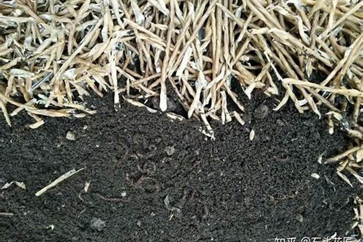 蚯蚓粪肥的使用方法