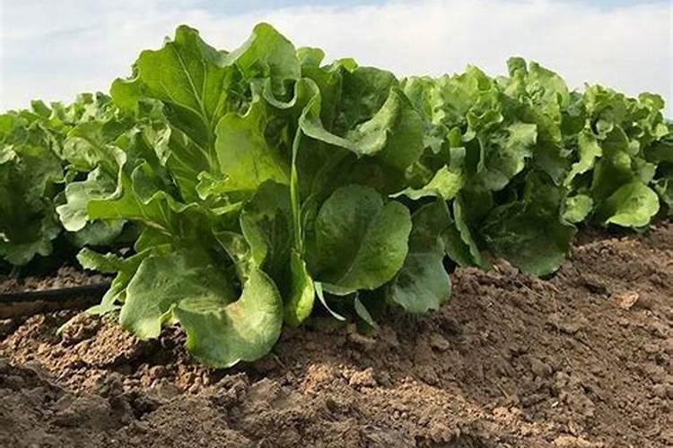 作物缺氮有那些表现？该如何补充？(附氮肥施用方法)