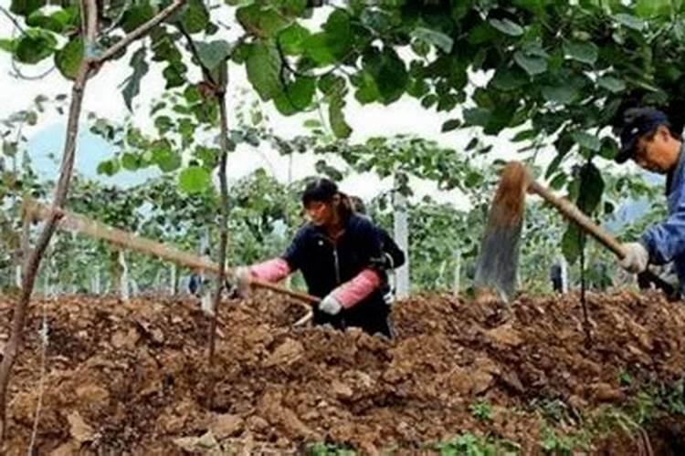 油桃是桃子的一个优良品种,大棚油桃该怎么管理呢？