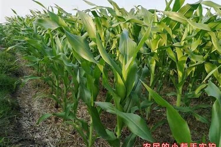 甘蔗长得太高施了什么肥