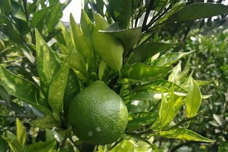 兰花种的时候用点草木灰可以不？