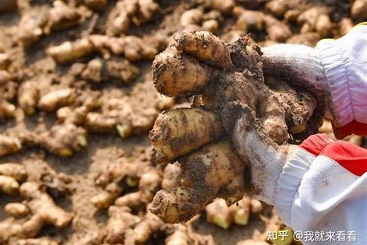 种植大姜想要产量高、品相好,都有哪些技巧？