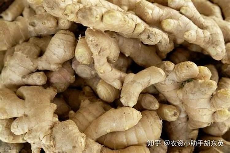 大姜能苗栽吗？