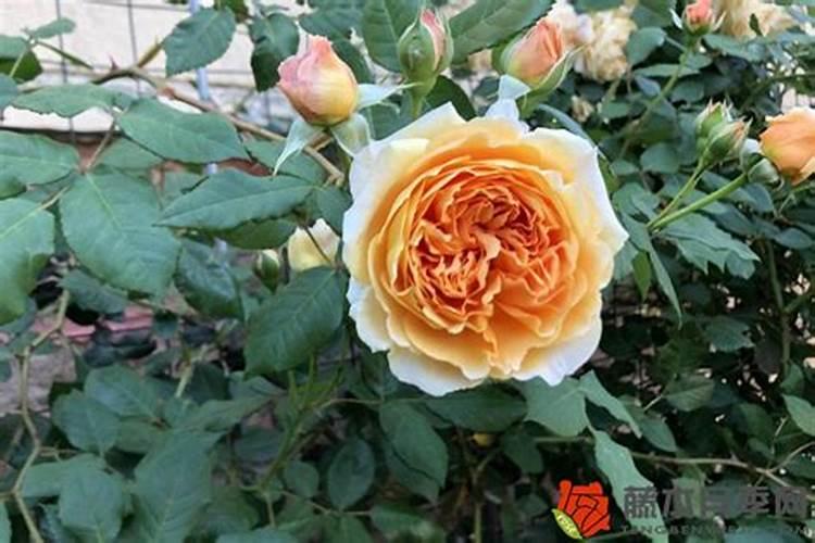 月季叶子不油亮,不绿怎么办？