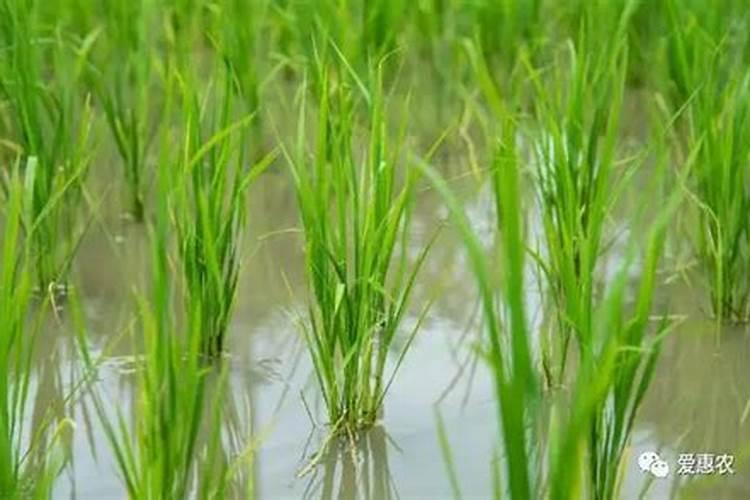 二氯喹啉酸的药害如何解除？