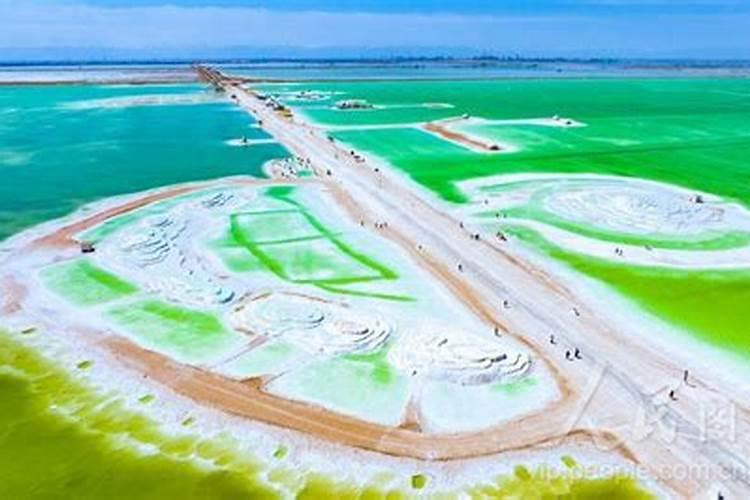 豆角开花期打什么叶面肥