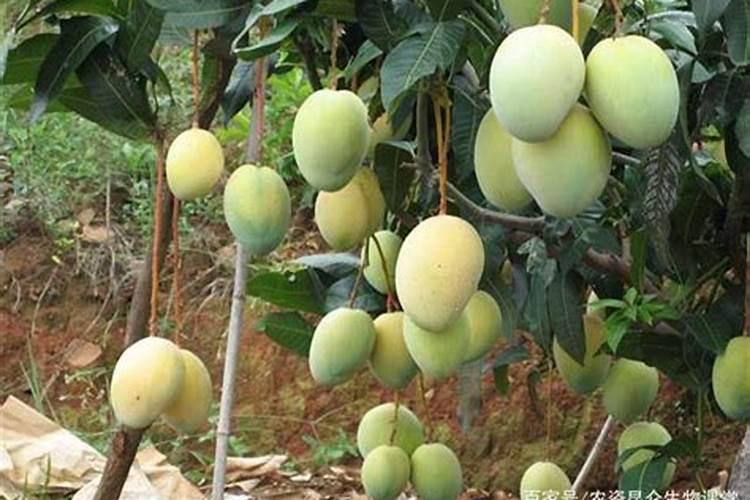 芒果膨大的方法是什么？需要给芒果打叶面肥吗？