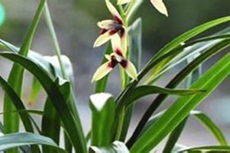 兰花翻盆后服盆快的三个方法