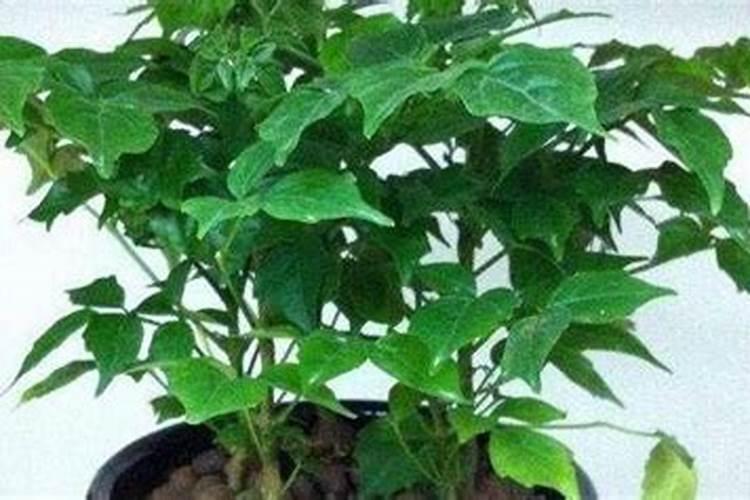 绿宝树怎么养才茂盛