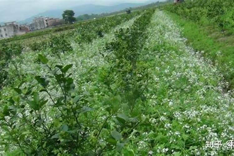 玉米第一次施肥时间