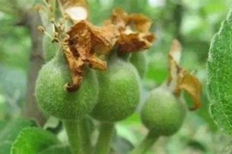 桃子增大用什么叶面肥