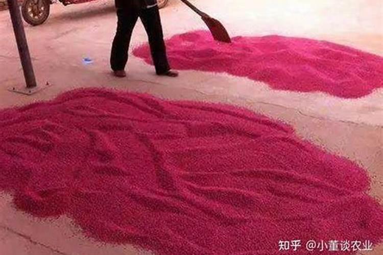 十二年的造型罗汉松值多少钱(树干10Cm)