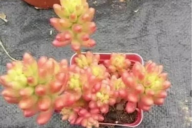 多肉上色肥料怎么用