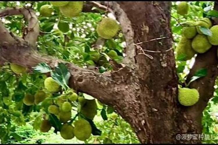 木菠萝蜜种植与施肥