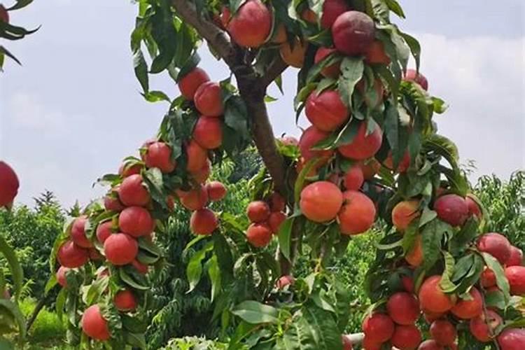 绿植花卉常用跟矿院黄腐酸钾组合经典的肥料复配方式