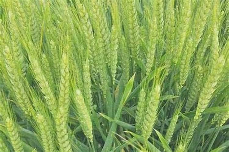 小麦底肥掺混肥好还是复合肥好