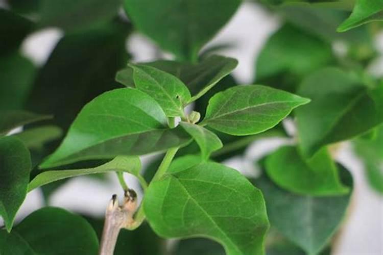 铵态氮适合什么植物吸收