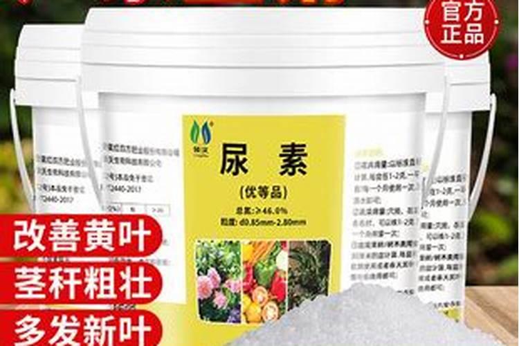 尿素可以浇哪些花