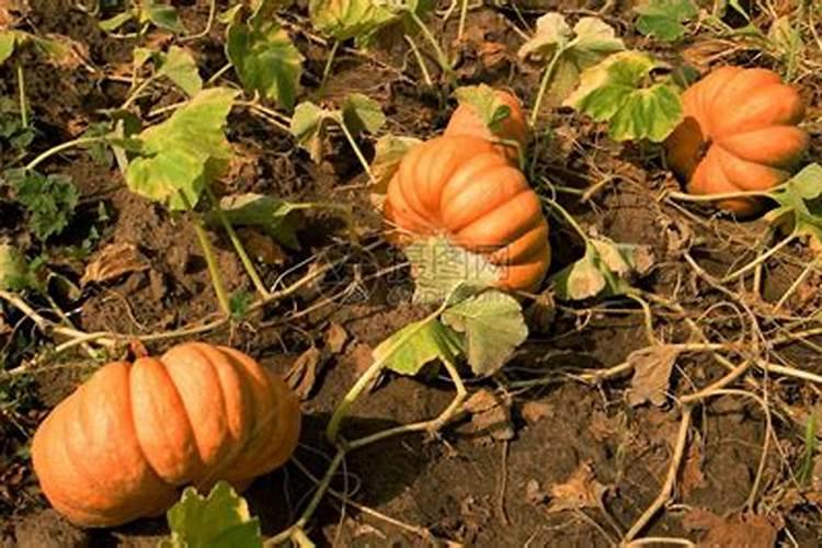 菊花什么时候打顶