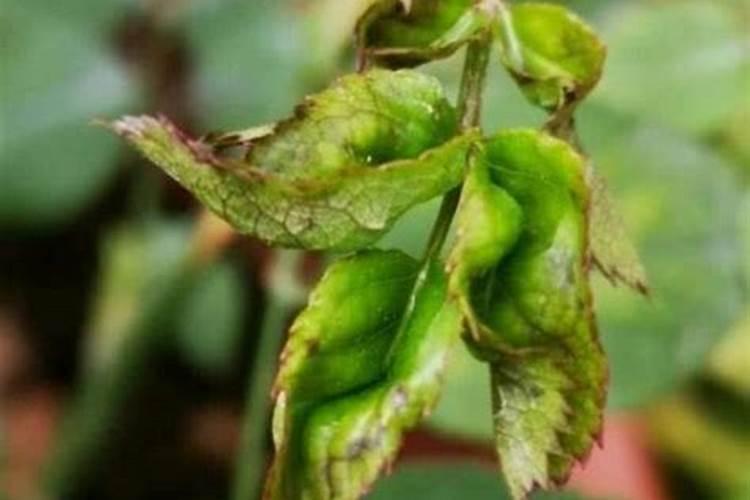 哪些豆科类植物能固氮培养