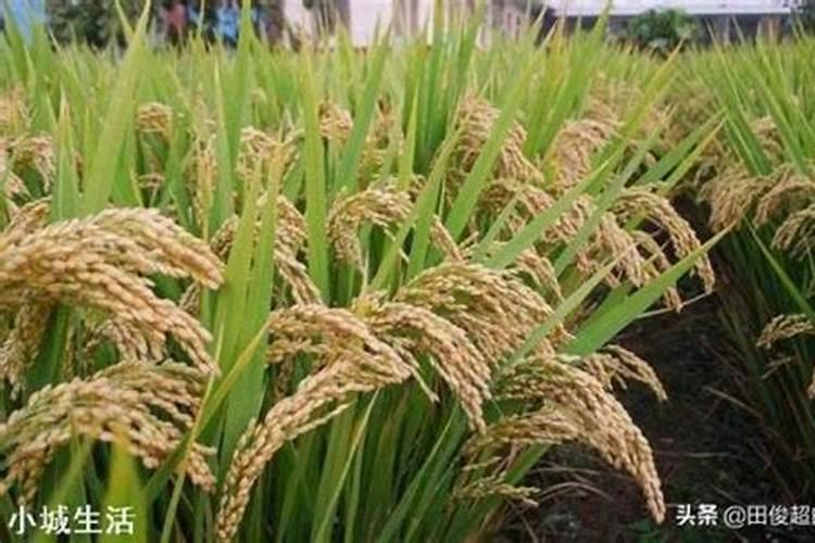 番茄挂果后怎么施肥 还可以为其喷施1