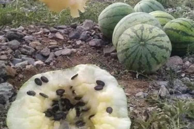 西瓜膨瓜期追肥过多会不会引起裂瓜？