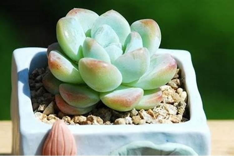 黄瓜苗种下以后什么时候施肥？