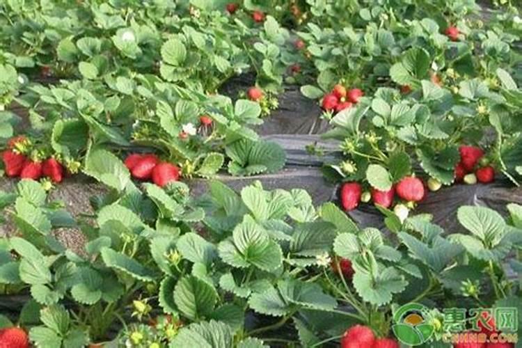 草莓苗种植多久能施肥怎么施肥才能使草莓长势好