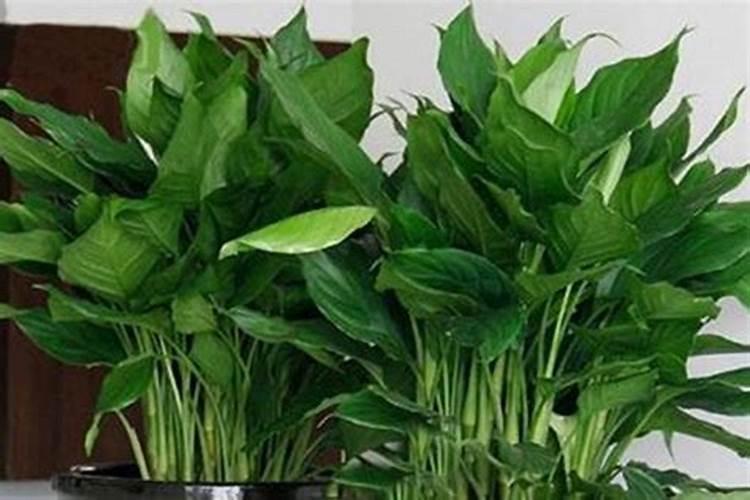 广东万年青用什么肥料,春秋施加液肥促进植株生长