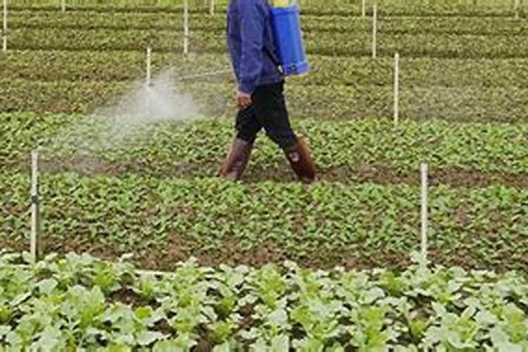 草木灰、尿素和硫酸氨怎么正确使用？