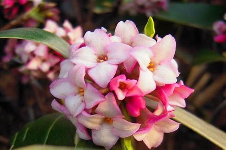 磷酸二氢钾适合哪些花卉使用