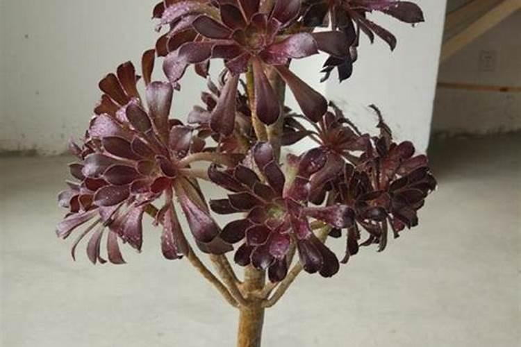 黑法师怎么施肥