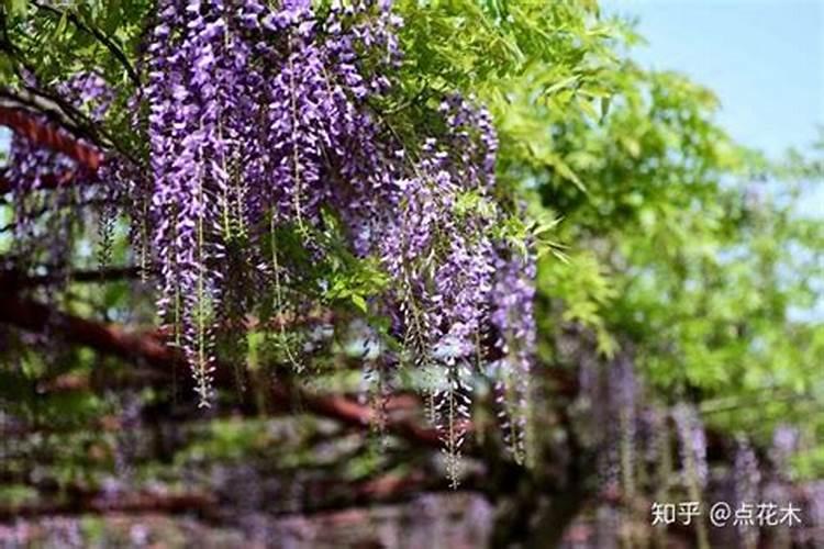 紫藤树养殖方法我今年种植了十棵紫藤树成活了九棵,到现在还未施过肥...