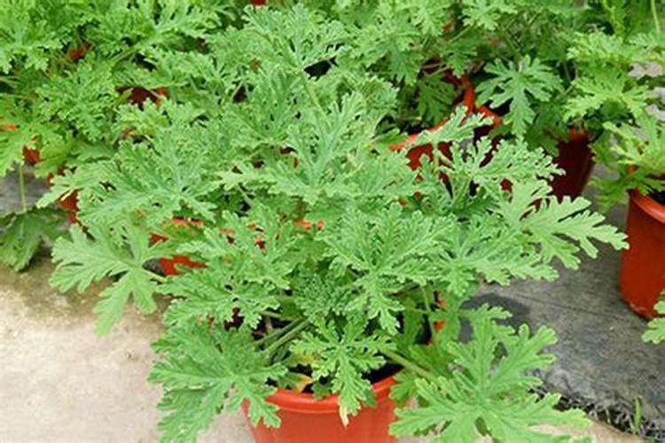 颗粒水溶肥如何选？大老板都这样做!