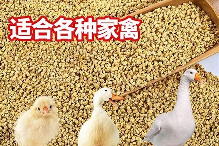 小青鱼的饲料小鸡可以吃吗？