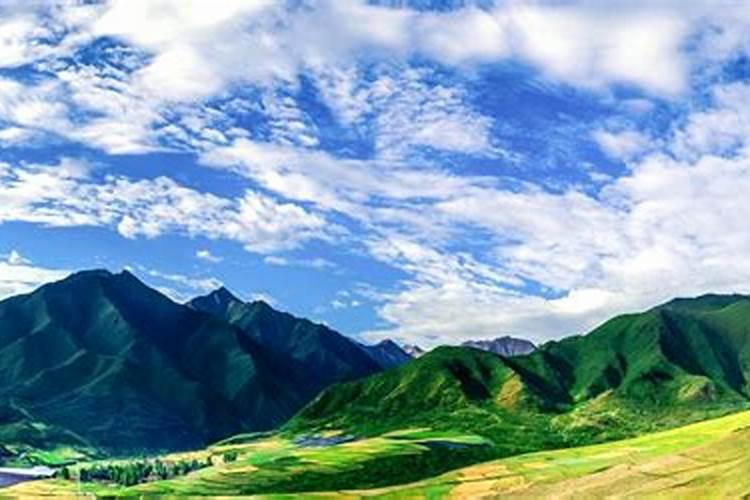 文心兰什么颜色的最受欢迎？