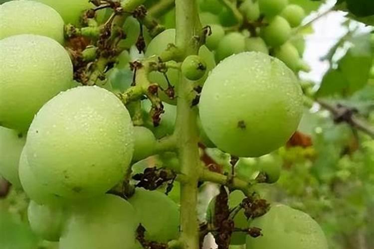 红萝卜浇水口诀